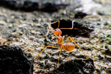  Small red ant