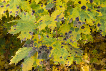 Contested maple leaf fungal diseases.