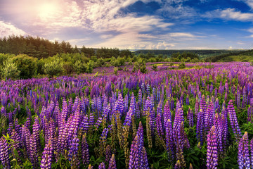 Naklejka premium fantastic landscape. ideal sky with clouds over the meadow with purple lupine flowers on a sunny day. picturesque scene. breathtaking scenery. wonderful landscape. original creative images