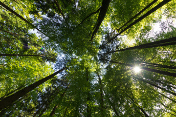 Treetop Sunlight
