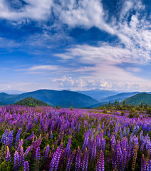 a perfect sky with clouds. over meadow with lupin flowers. picturesque scene. breathtaking scenery. wonderful landscape. use as background. original creative images