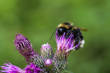Bumblebee Makro