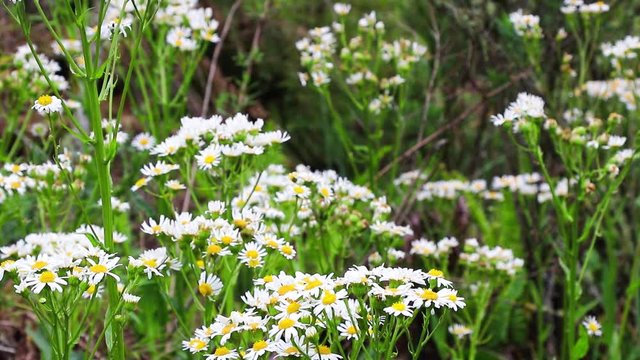 Margaridas brancas do campo.