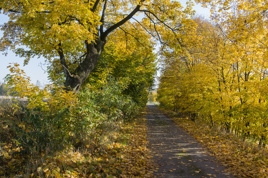 Fototapeta The asphalt road in the alley autumn-colored maples.