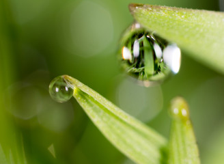 drops of dew on the green grass. macro