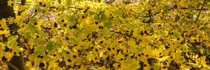Contested maple leaf fungal diseases.
