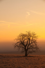 Lonely tree on the field at mysterious sunrise