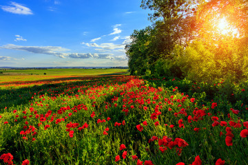  picturesque scene. perfect blue sky with overcast clouds. amazing field with poppy flowers  in the sunlight. majestic rural landscape. original nature background