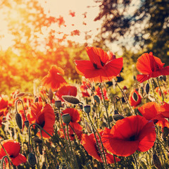 Naklejka premium wspaniały krajobraz. Kwiaty maku na zielonym polu z bliska, w słońcu. styl retro. efekt tonowania instagramu. delikatny efekt świetlny