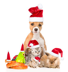 Large group of pets in red christmas hats. isolated on white 