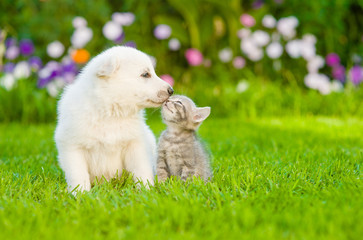 Kitten kissing White Swiss Shepherd`s puppy on green grass