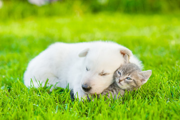 Sleeping White Swiss Shepherd`s puppy hugging small kitten on grass