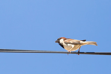 Sparrow on a wire against a blue sky