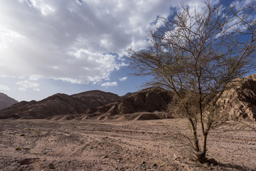 desert landscape