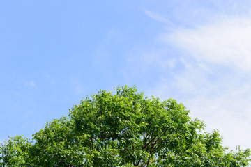 Fototapeta premium Beautiful trees top on sky background,tree,sky