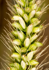 grass seed in the ear. macro