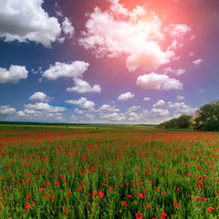 wonderful sunset. picturesque scene. amazing field with poppy flowers in the sunlight on the colored sky background. majestic rural landscape. original nature background. soft light effect