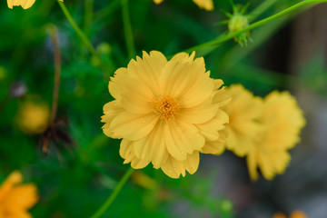 cosmos flower