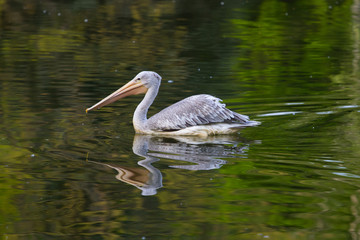Closeup of a swimming pelican