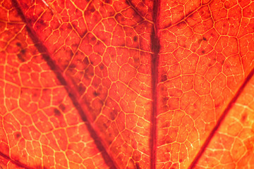 Macro texture of autumn maple leaf through sunlight