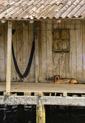 Dog resting in Stilt house, Isla Muisne, Ecuador
