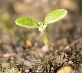 green sprout in the ground. macro