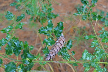 houx et pomme de pin