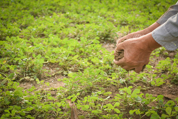 Old hand gardener holding manure for fertilizer little plant on farm, selective and soft focus