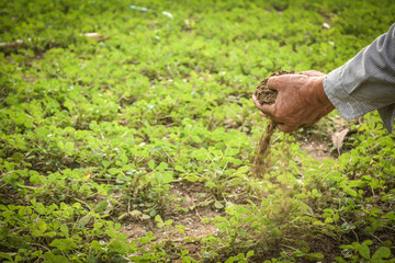Old hand gardener holding manure for fertilizer little plant on farm, selective and soft focus