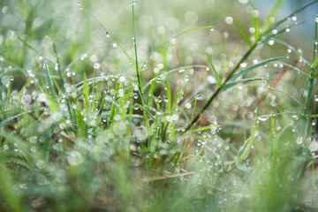 drops of dew on a green grass