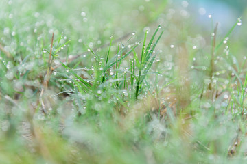 drops of dew on a green grass