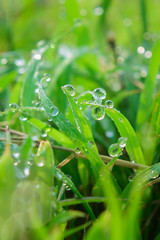 drops of dew on a green grass