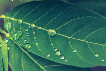 Vintage leaves with drops of water