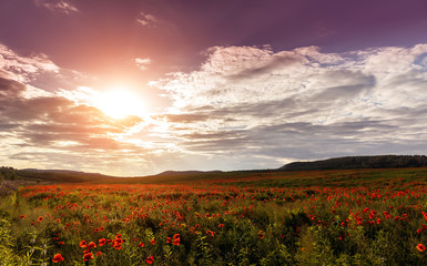 wonderful sunset. picturesque scene. amazing field with poppy flowers in the sunlight on the colored sky background. majestic rural landscape.