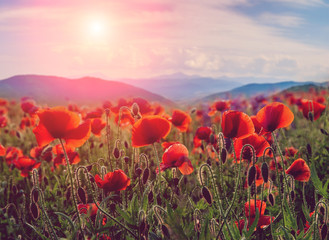 Fototapeta na wymiar amazing spring landscape. poppy flowers closeup. on the background of majestic mountains, with perfect sky. blurred. original creative image. instagram toning effect