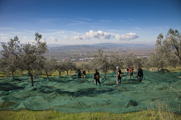 Italia,Umbria,Olive, raccolta di olive nella campagna Umbra