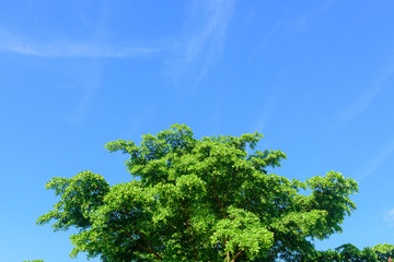 Obraz premium Trees top view