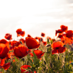 amazing red flowers of poppy on sky background.