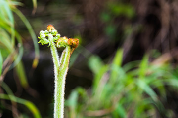 Close up young fern plant on blur green background.