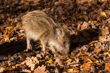 Wildschwein Frischling