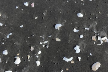 砂浜に散らばる砕けた貝殻