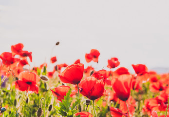  majestic view on the poppy blooming field on a summer day. poppy flowers close up