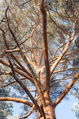 Snow covered tree perspective view looking up