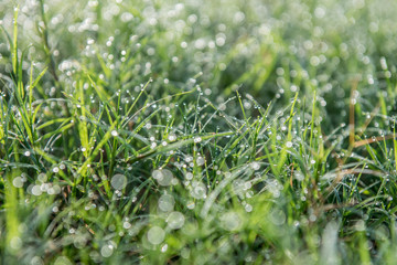 Leaves with drops of water