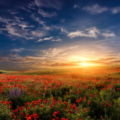 Fototapeta na wymiar fantastic sunset at the poppies meadow. majestic rural landskape. colorful sky with overcast clouds. picturesque scene. amazing view