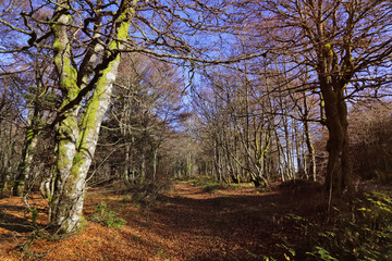 chemin de randonnée dans les Vosges, Alsace, france