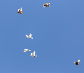 flock of pigeons on blue sky