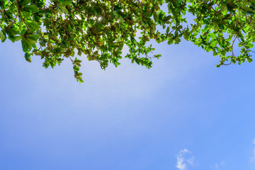 beautiful trees on sea and sky background
