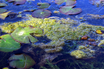 Fototapeta na wymiar Algas verdes en el lago