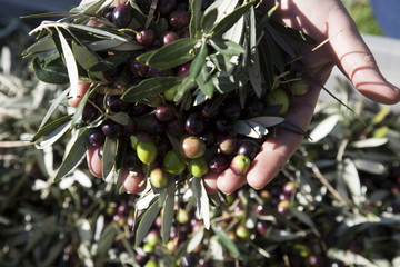 Italia,Umbria,Olive, raccolta di olive nella campagna Umbra